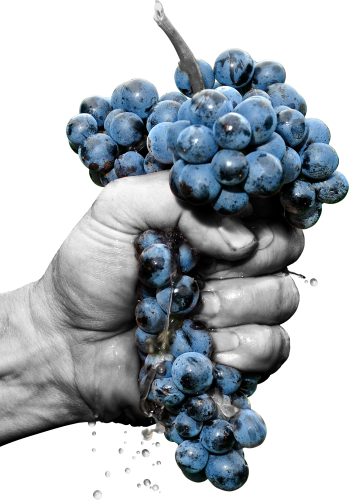 Wein Haider